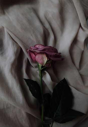 Обои 1668x2388 роза на сером фоне, розовая роза