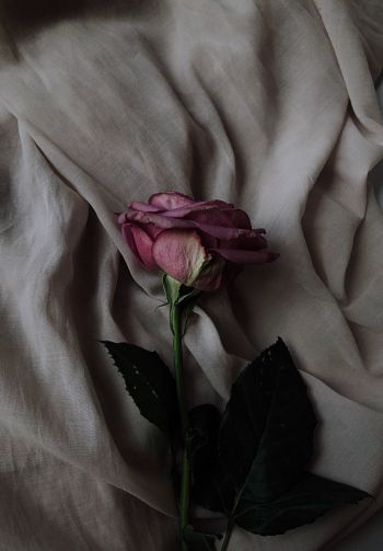 Обои 1640x2360 роза на сером фоне, розовая роза