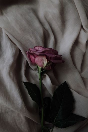 Обои 640x960 роза на сером фоне, розовая роза