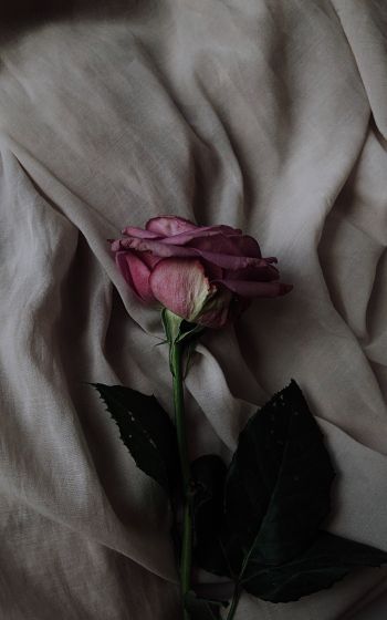 Обои 1200x1920 роза на сером фоне, розовая роза