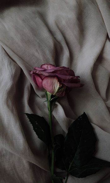 rose on gray background, pink rose Wallpaper 1200x2000