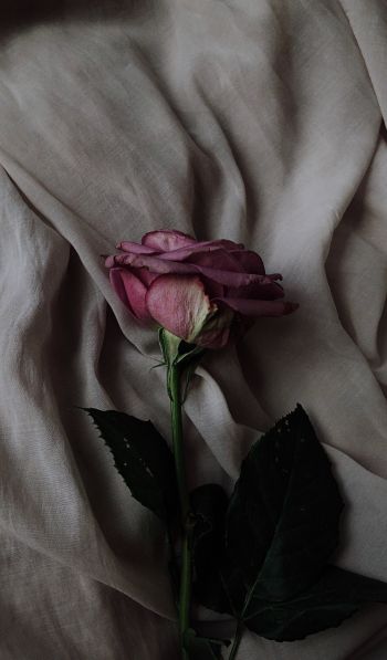 rose on gray background, pink rose Wallpaper 600x1024