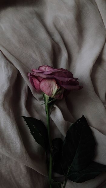 Обои 1080x1920 роза на сером фоне, розовая роза