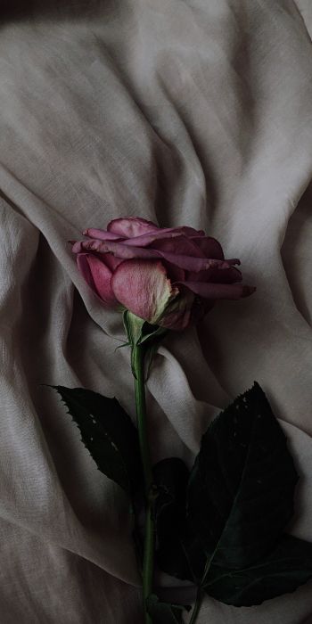 Обои 720x1440 роза на сером фоне, розовая роза