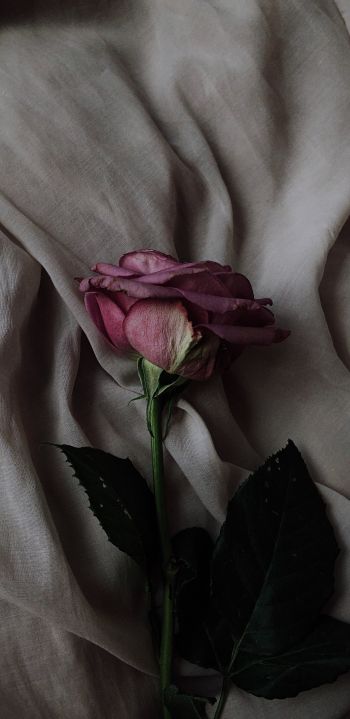Обои 1080x2220 роза на сером фоне, розовая роза