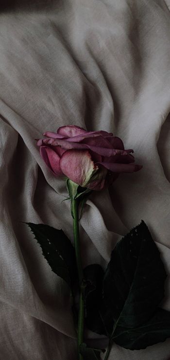 Обои 1080x2280 роза на сером фоне, розовая роза