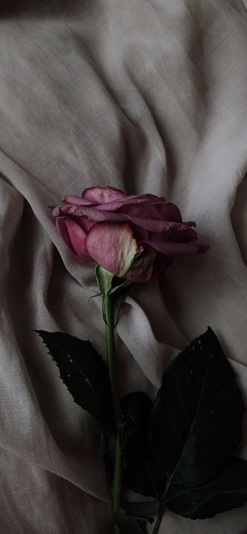 Обои 1284x2778 роза на сером фоне, розовая роза
