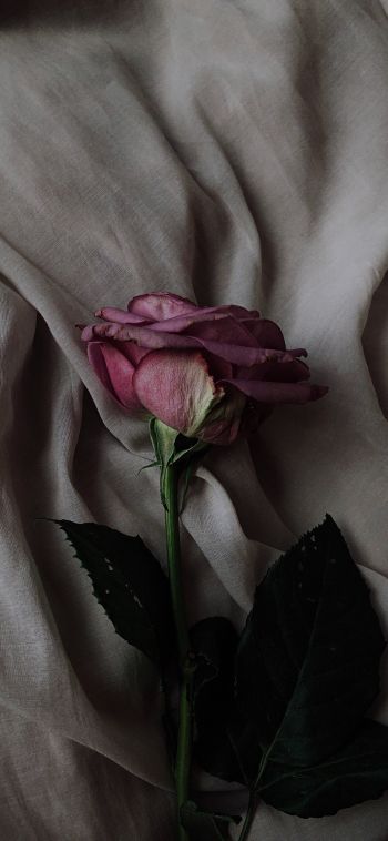Обои 1080x2340 роза на сером фоне, розовая роза