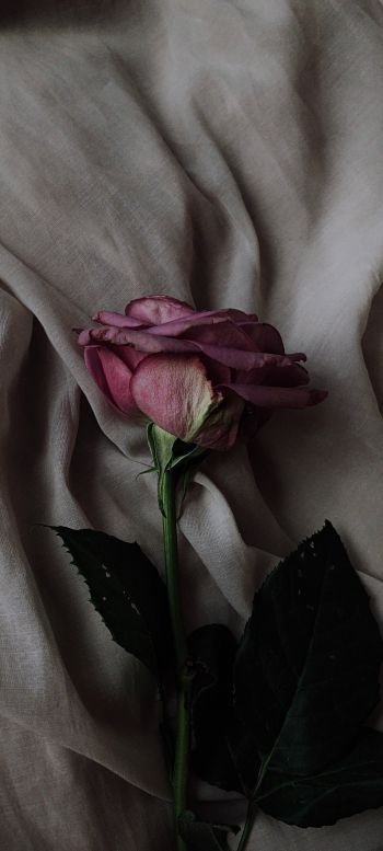 Обои 1080x2400 роза на сером фоне, розовая роза