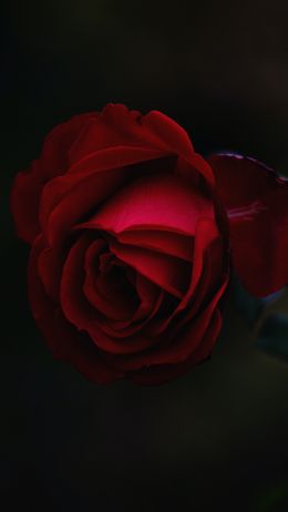 red rose, dark, macro Wallpaper 1440x2560