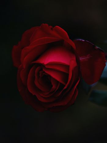 Обои 2048x2732 красная роза, темный, макро