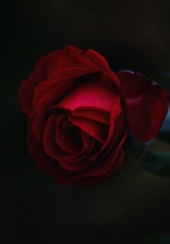 Обои 1668x2388 красная роза, темный, макро