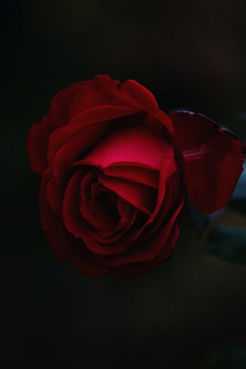 Обои 640x960 красная роза, темный, макро