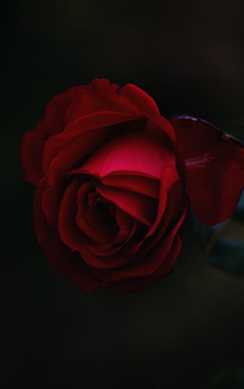 Обои 1752x2800 красная роза, темный, макро