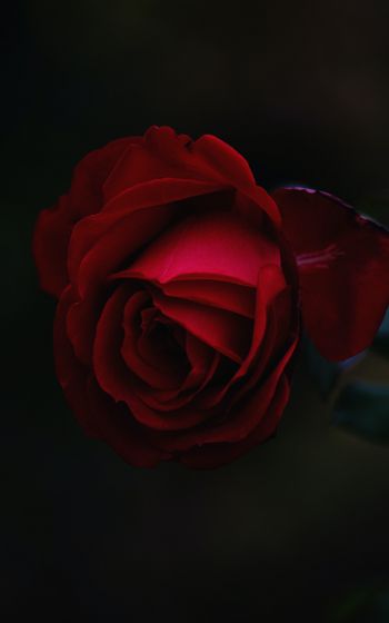 Обои 800x1280 красная роза, темный, макро