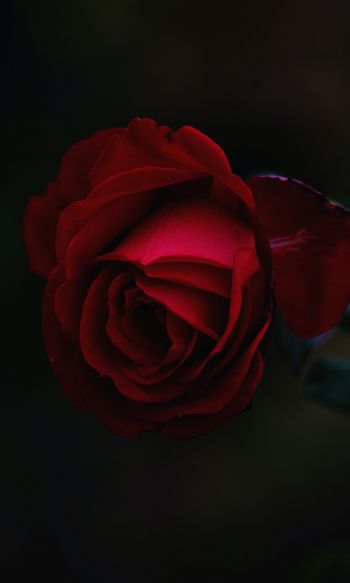 Обои 1200x2000 красная роза, темный, макро