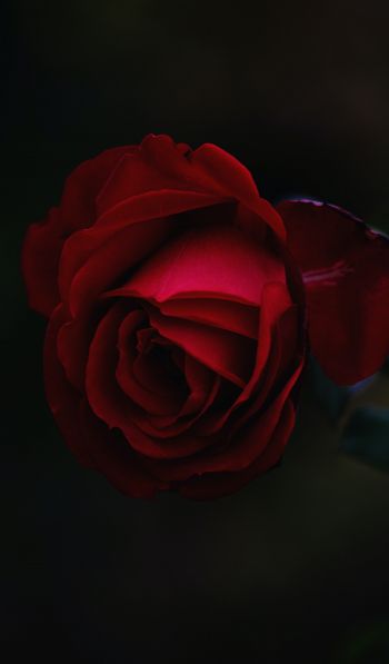 Обои 600x1024 красная роза, темный, макро
