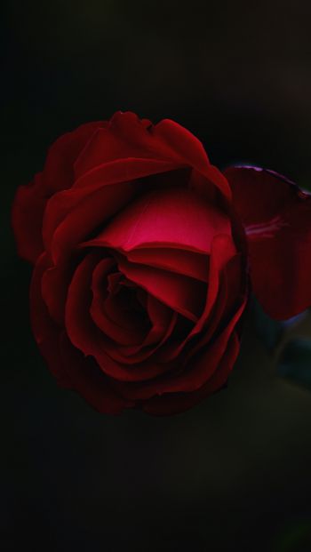 red rose, dark, macro Wallpaper 640x1136