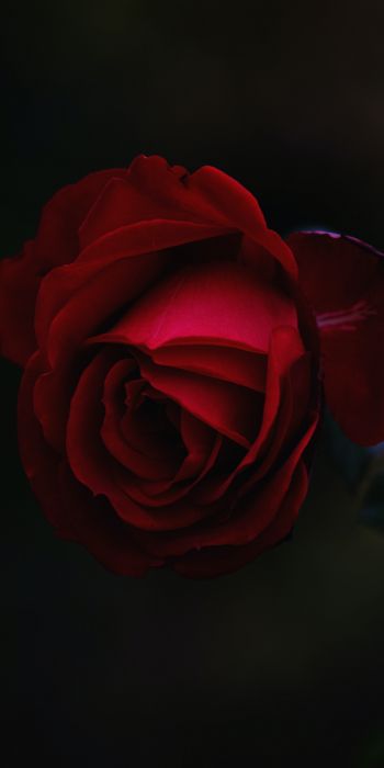 Обои 720x1440 красная роза, темный, макро