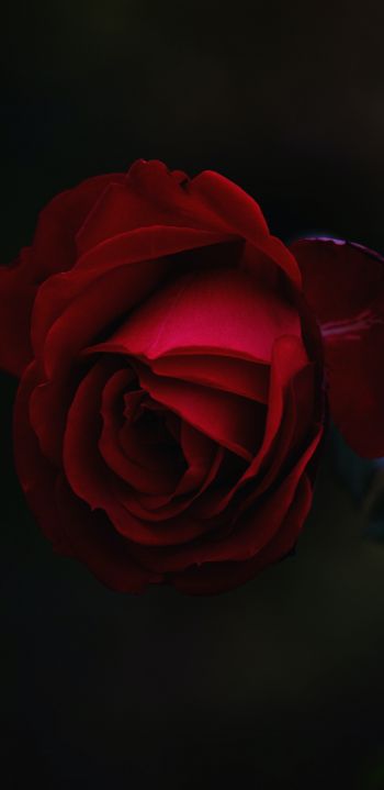 Обои 1080x2220 красная роза, темный, макро