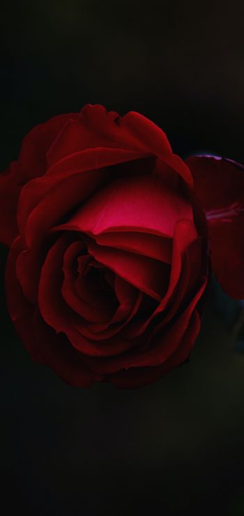 Обои 1080x2280 красная роза, темный, макро