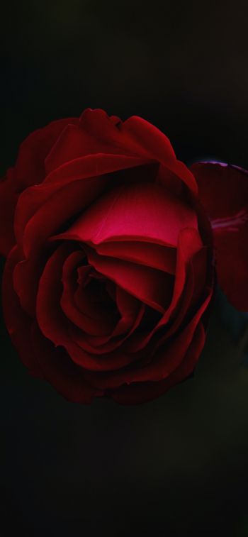 Обои 1170x2532 красная роза, темный, макро