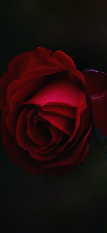 Обои 1080x2340 красная роза, темный, макро