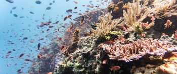 coral reef, underwater world Wallpaper 2560x1080