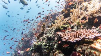 coral reef, underwater world Wallpaper 1600x900