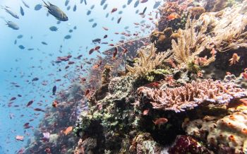 coral reef, underwater world Wallpaper 2560x1600