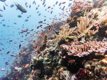 coral reef, underwater world Wallpaper 1024x768
