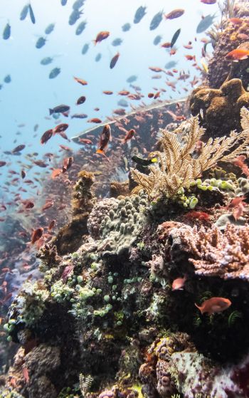 coral reef, underwater world Wallpaper 1752x2800