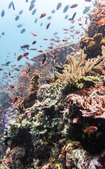 coral reef, underwater world Wallpaper 1600x2560