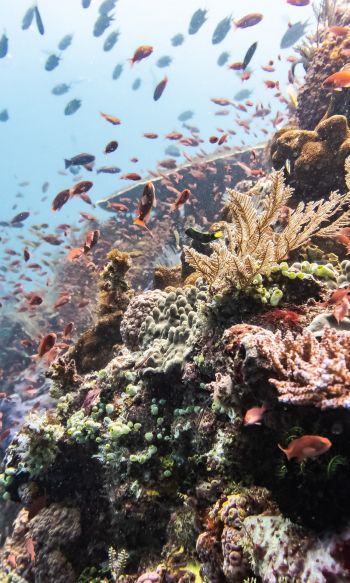 coral reef, underwater world Wallpaper 1200x2000
