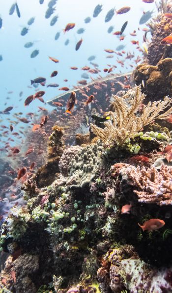 coral reef, underwater world Wallpaper 600x1024