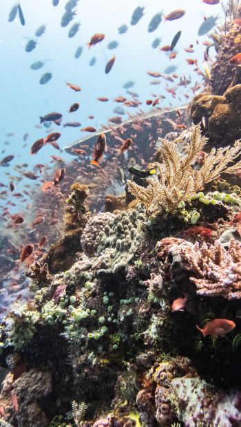 coral reef, underwater world Wallpaper 640x1136