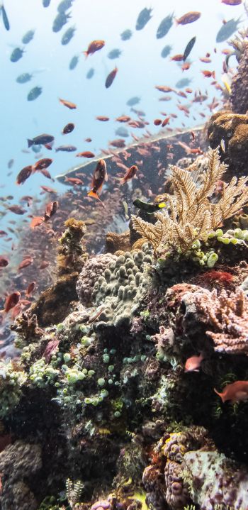 coral reef, underwater world Wallpaper 1440x2960