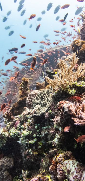 coral reef, underwater world Wallpaper 720x1520