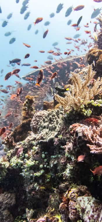 coral reef, underwater world Wallpaper 1170x2532
