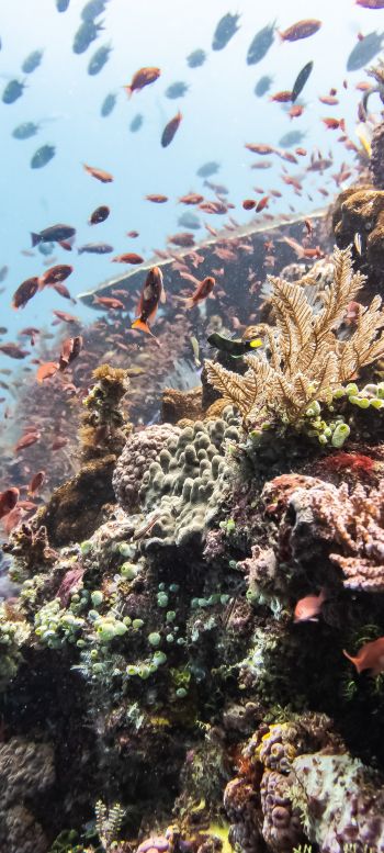 coral reef, underwater world Wallpaper 1440x3200