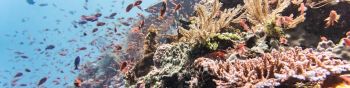 coral reef, underwater world Wallpaper 1590x400