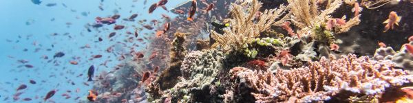 coral reef, underwater world Wallpaper 1590x400