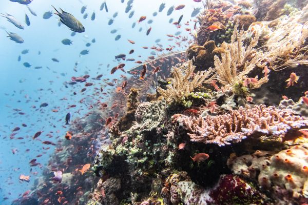 coral reef, underwater world Wallpaper 6000x4000