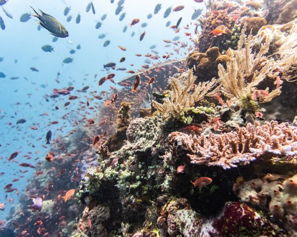 coral reef, underwater world Wallpaper 1280x1024