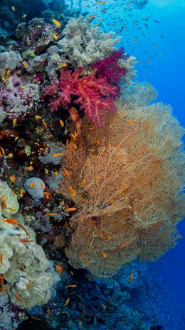 Обои 1440x2560 коралловый риф, подводный мир