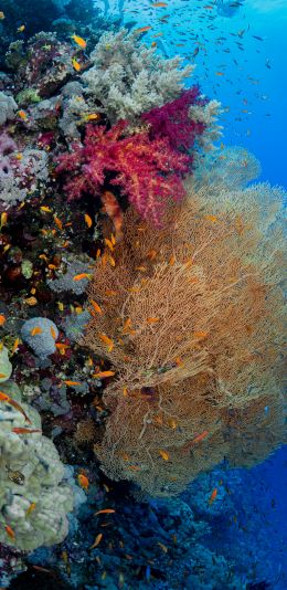 Обои 1080x2220 коралловый риф, подводный мир