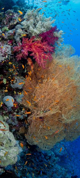 coral reef, underwater world Wallpaper 1080x2400
