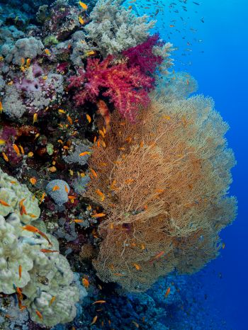 coral reef, underwater world Wallpaper 1620x2160