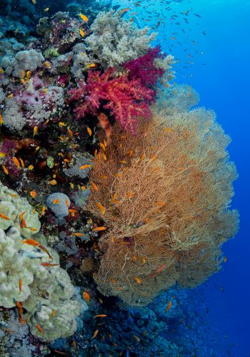 Обои 1668x2388 коралловый риф, подводный мир