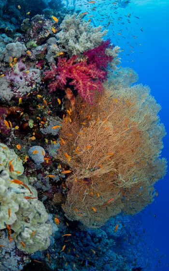 Обои 1600x2560 коралловый риф, подводный мир